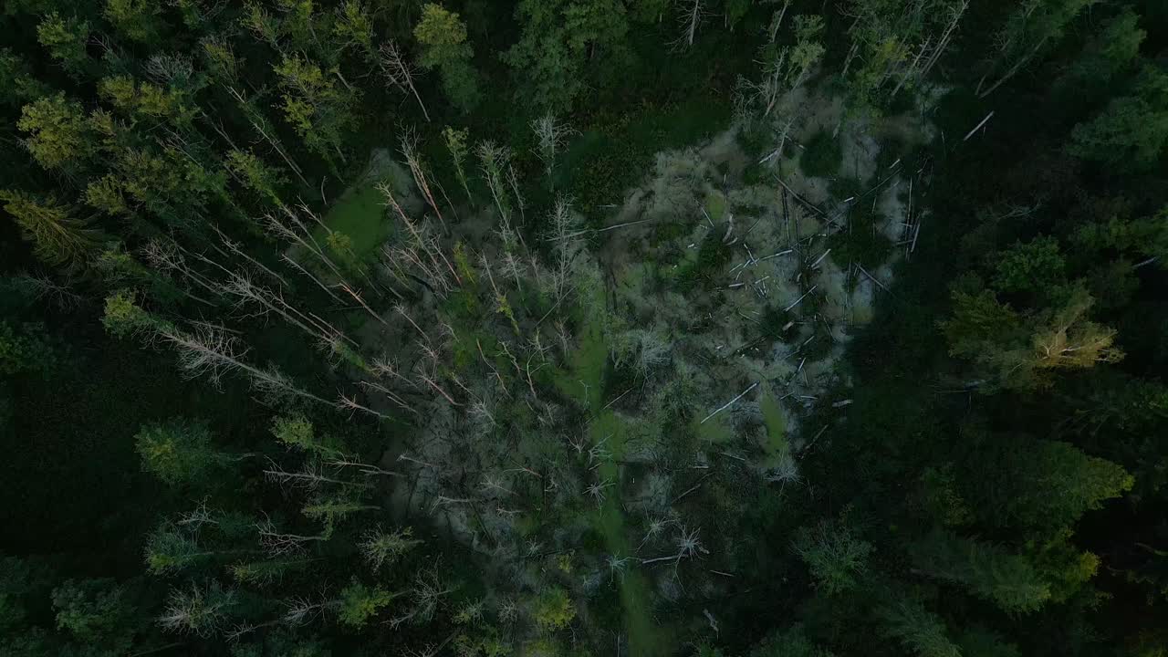 Swamps forested wetland in Masurian region, Overhead aerial shot