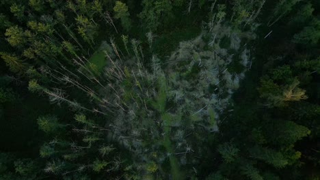 swamps forested wetland in masurian region, overhead aerial shot