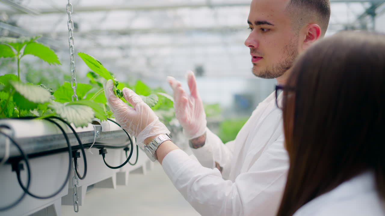 Three laboratory technicians in white coats working with wild strawberry grown with the Hydroponic method in a greenhouse