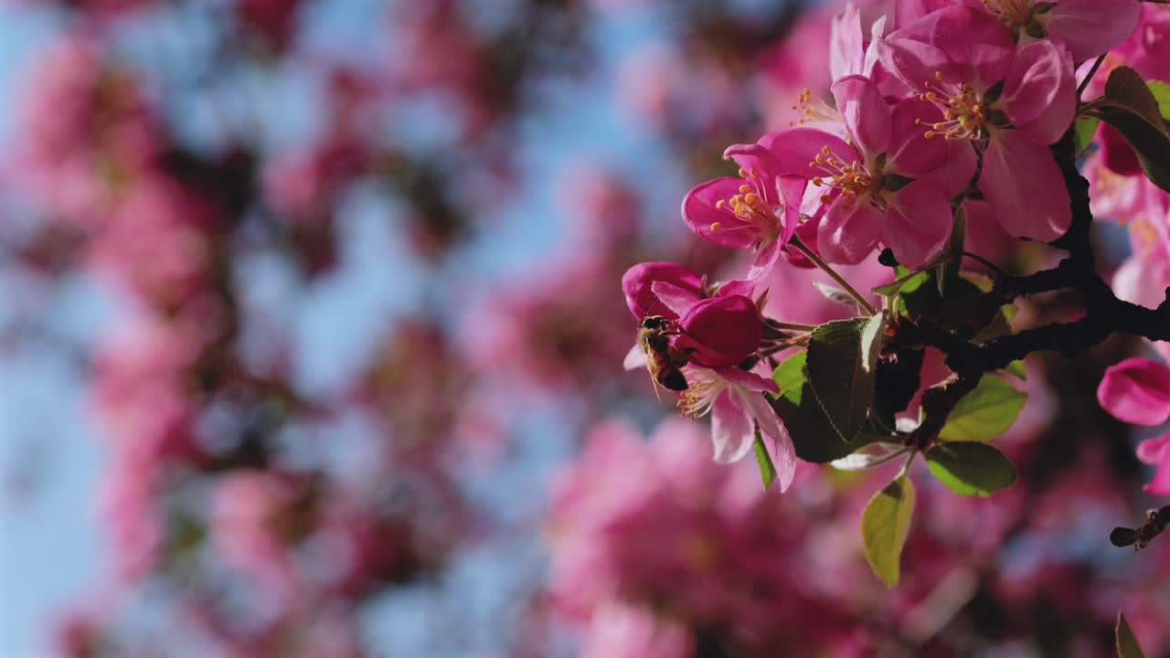 This slow motion close up shows a honey bee collecting nectar from a vibrant pink spring blossom. It captures the natural beauty of pollination and the colorful details of the seasonal bloom