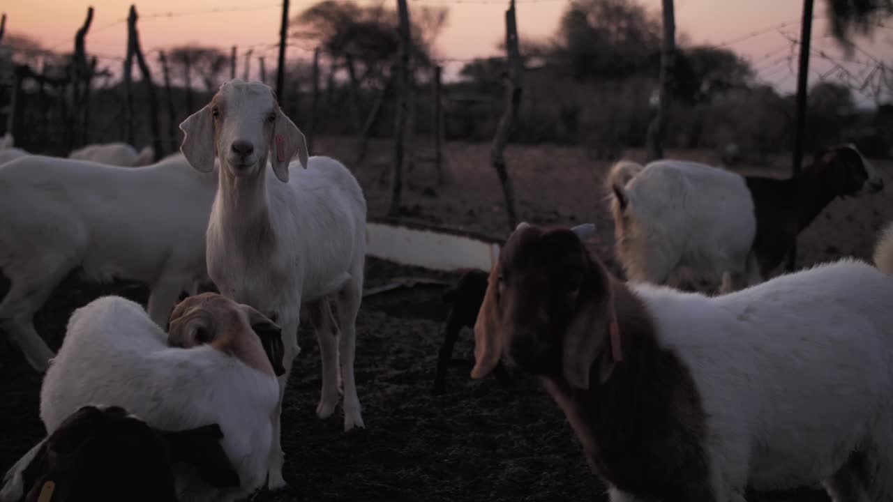 해질 무렵 크라알의 염소 떼