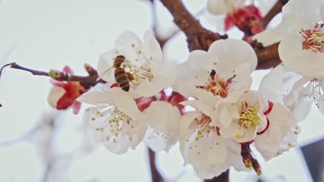 close up shot of a bee collecting pollen from apricot blossoms, slow motion