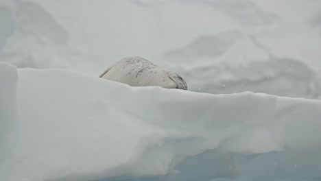 impresionantes imágenes en cámara lenta de la foca leopardo en la antártida acostada en un flotador de hielo