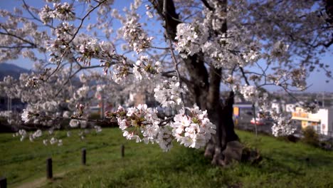 primer plano de la hermosa sakura contra el árbol en un día claro en el barrio japonés