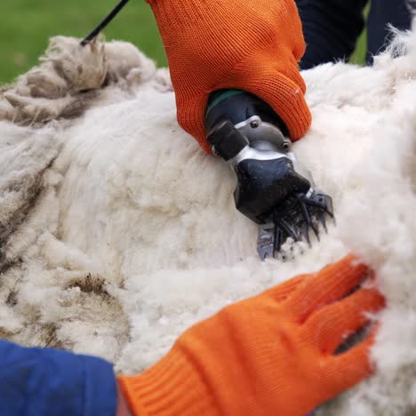 cutting process of sheep wool. farm worker shearing sheep with professional electric hair clipper. close-up