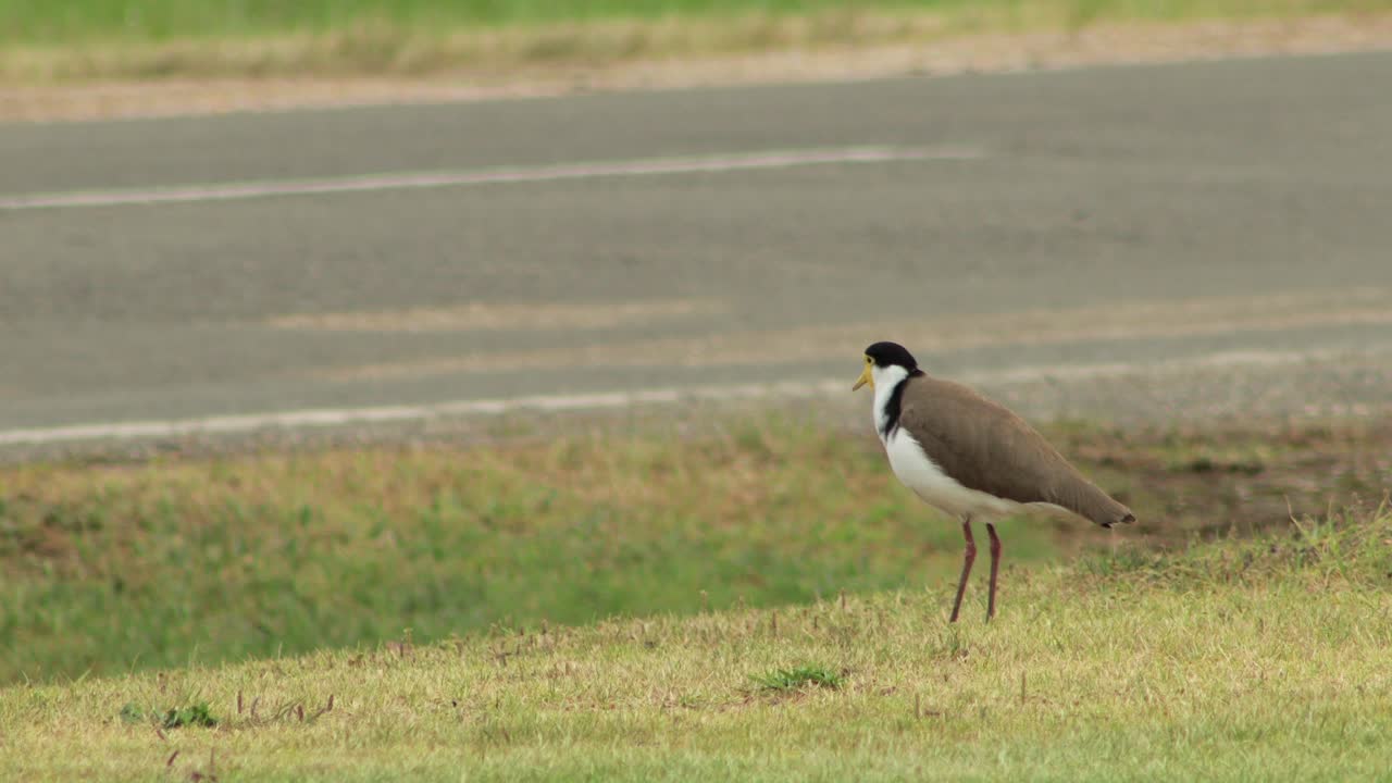 도로 근처 에 서 있는 마스크 를 쓴  ⁇  날개 플로버, 자동차 가 배경 에 지나간다