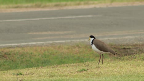 plover de ala de regazo enmascarado de pie cerca de la carretera, el coche pasa en el fondo