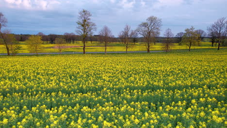 Flores-De-Colza-Doradas-Hermosas-Y-Vibrantes-En-La-Granja-Al-Lado-De-La-Carretera,-Toma-Deslizante