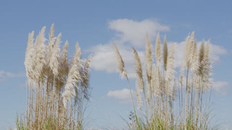 um grande grupo de gramíneas pampas soprando no vento em um dia de inverno de céu azul na nova zelândia