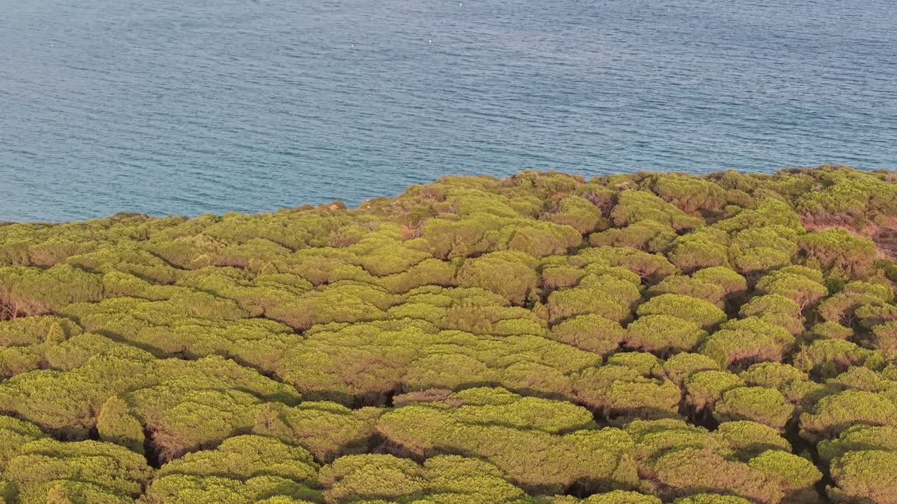 Dense forest nature tree near ocean sea coastline, aerial above rainforest