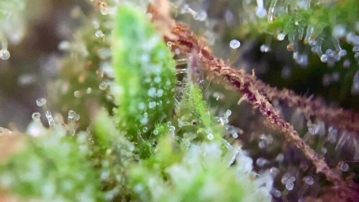 Magnifica pianta di Cannabis con tricomi lattiginosi maturi in primo piano, che indicano la massima potenza e il tempo di raccolta ottimale per la coltivazione