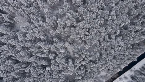 snowy winter trees landscape, spinning aerial top down view