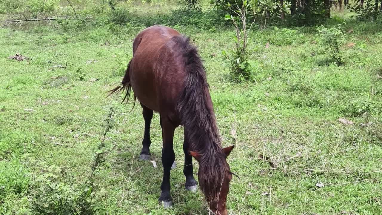 들판 에서 풀 을 고 있는 말
