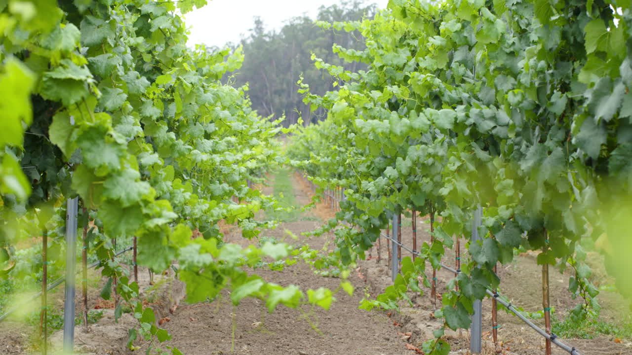 Vineyard with grape vines