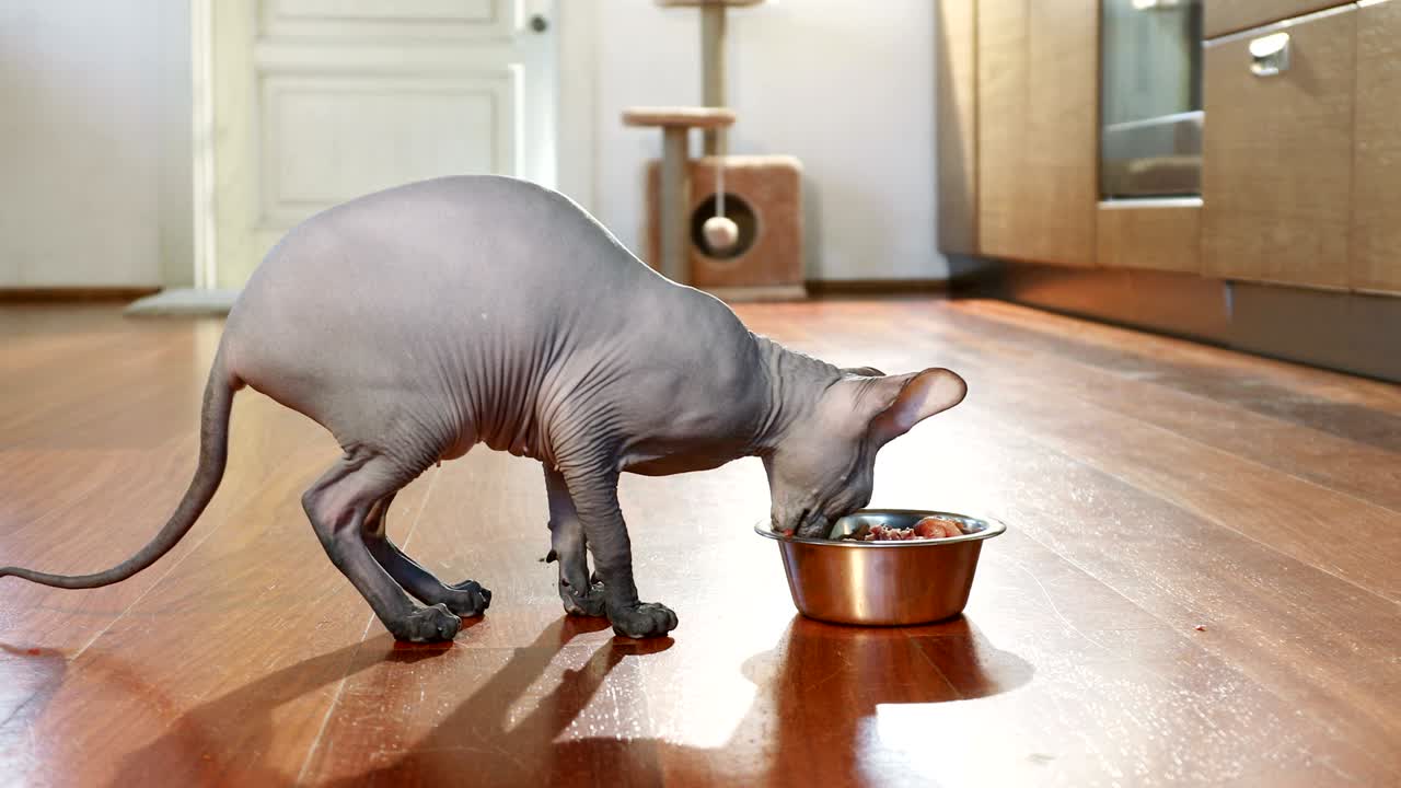 Gatto Don Sphynx che mangia da una ciotola.