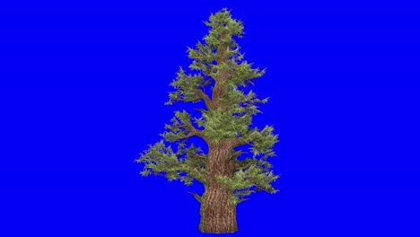 Árbol-De-Enebro-Occidental-3d-Con-Efecto-De-Viento-En-Animación-3d-De-Pantalla-Azul