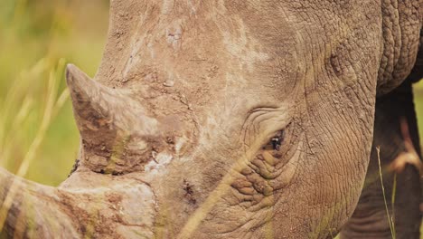 slow motion shot of rhino closeup detail of horn and eye while grazing tall grasslands in masai mara north conservancy, african wildlife in maasai mara national reserve, kenya