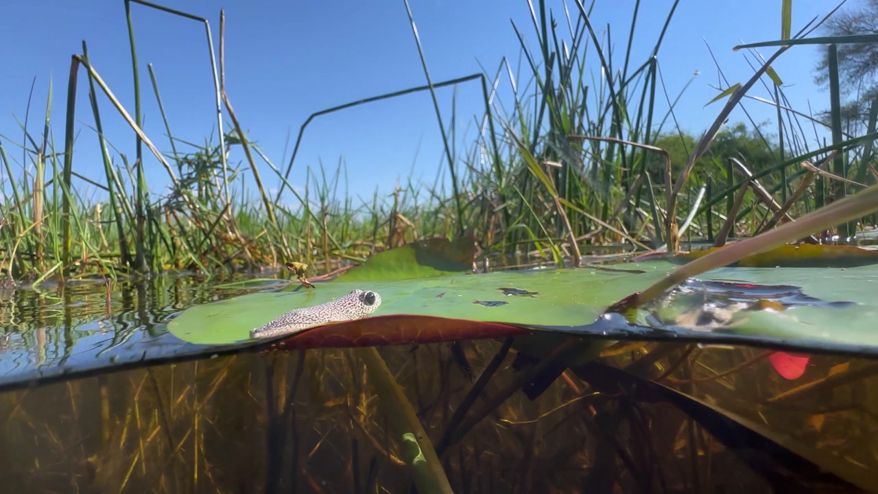 Split shot of Painted reed frog (Hyperolius marmoratus) or Marbled Reed Frog in Okavango River. Botswana.