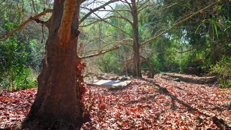 a peaceful campsite with swing on the banks of the jordan river