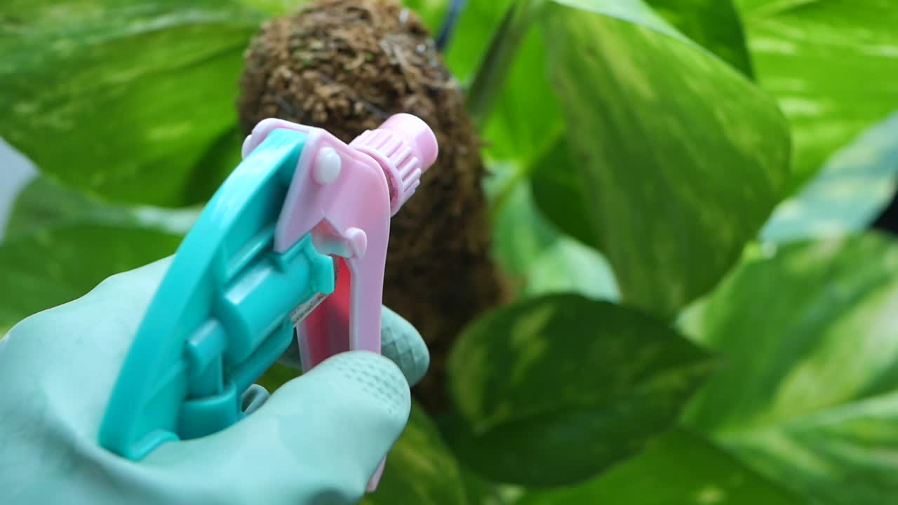 Spraying a Houseplant for Care