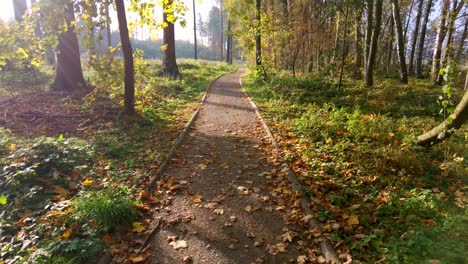 path leading through a sunny forest and clearings