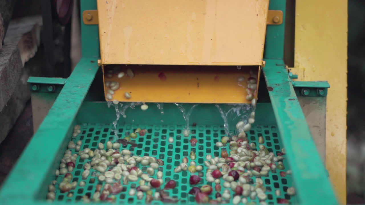 Fresh coffee cherries peeling process, peeling machine and cherries skin removed before next step of natural dry process, small coffee factory