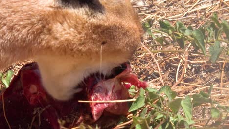 Un-Caracal-Africano-Un-Lince-Como-Carnívoro-Gato-Del-Desierto-Come-Carne-Cruda-1