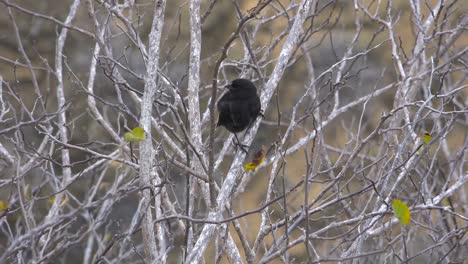 Charles-Darwin-Finken-Sitzen-In-Einem-Baum-Auf-Den-Galapagos-Inseln-Ecuador-1