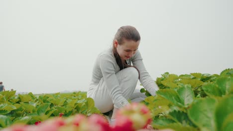 ángulo-Frontal-De-La-Cara-De-La-Chica-De-La-Granja-Arrancando-Fresas-En-Una-Granja