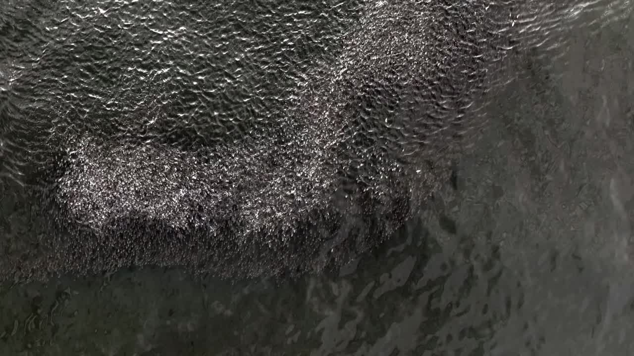 una vista de arriba hacia abajo sobre un banco de peces en las aguas verdes del océano atlántico, cerca de rockaway beach en nueva york