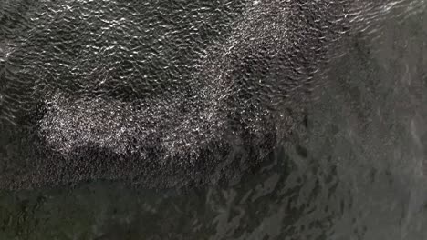 una vista de arriba hacia abajo sobre un banco de peces en las aguas verdes del océano atlántico, cerca de rockaway beach en nueva york