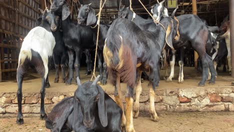 Inländische-Schwarze-Bengal-Ziegen,-Die-Auf-Einer-Farm-In-Bangladesch-Gefesselt-Sind