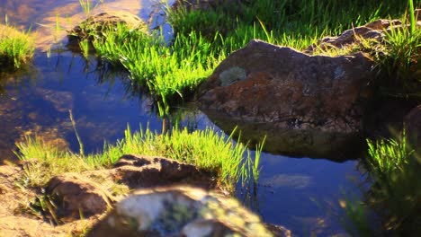 beautiful spring river flowing between the green grass and small rocks in a meadow