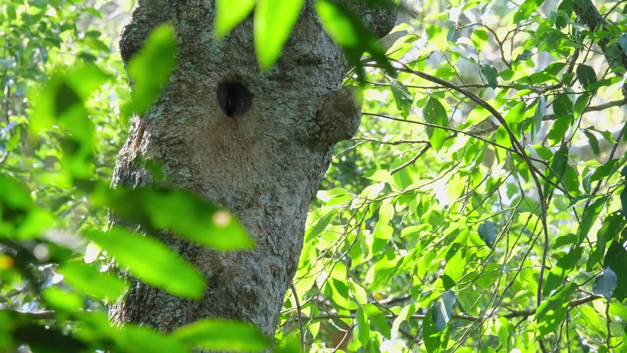 un nido rodeado de árboles que se mueven con el viento del bosque mientras se muestra el pico del individuo en el interior, ptilolaemus austeni, tailandia