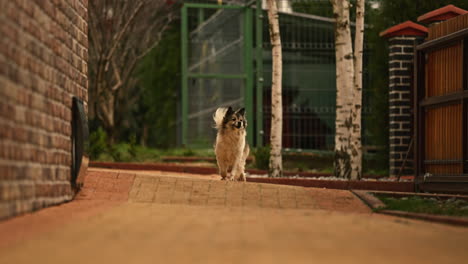 toma cinematográfica en cámara lenta de border collie corriendo hacia la cámara