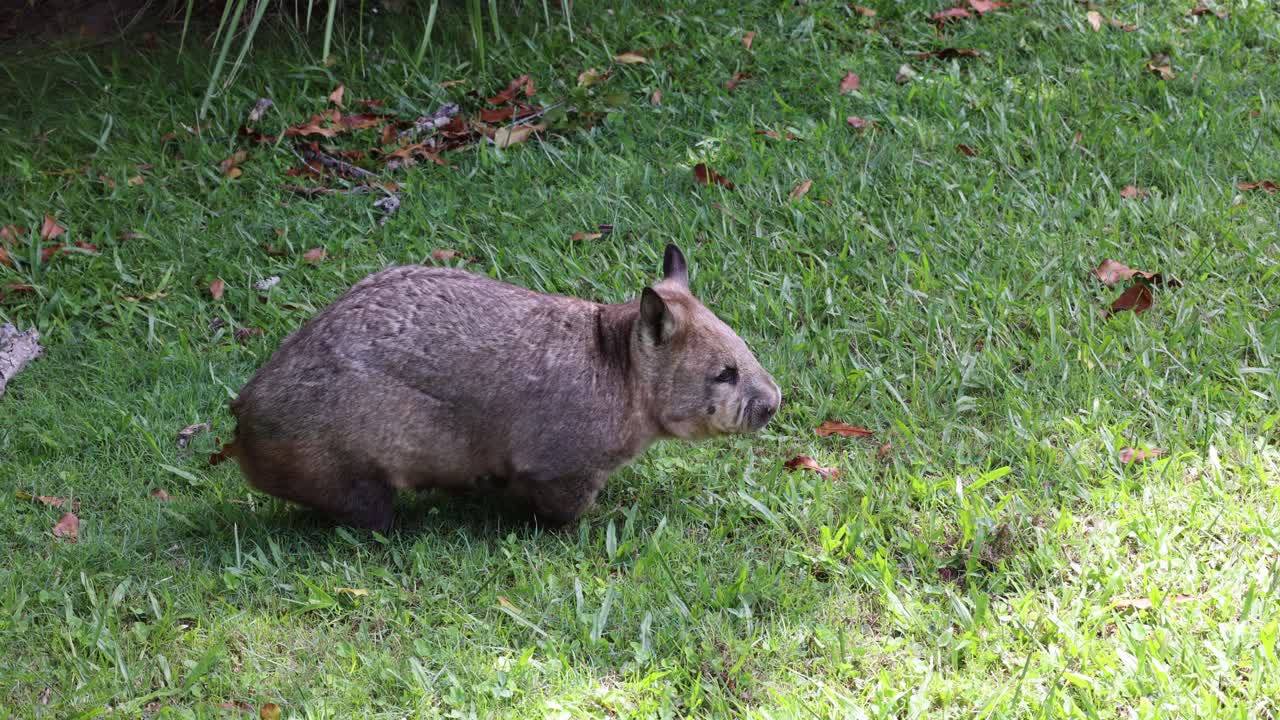 un wombat se mueve a través de la hierba, buscando alimento en silencio