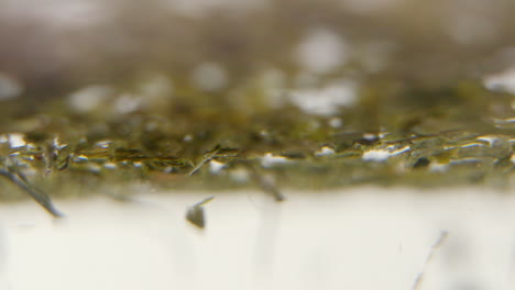 green tea leaves spinning circular in water in 100 fps