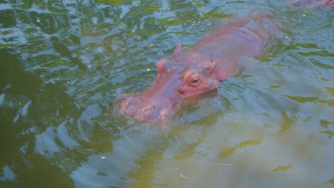 hippopotamus in water