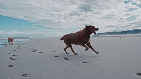 un golden retriever y un labrador marrón corriendo en una playa con montañas en la distancia