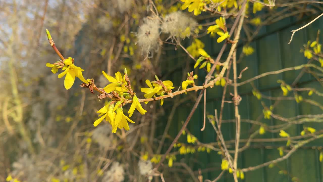Fiori di Forsythia in fioritura sui rami con uno sfondo sfocato.