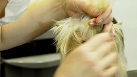 dog in pet grooming salon