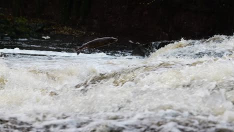 salmon jumping waterfall