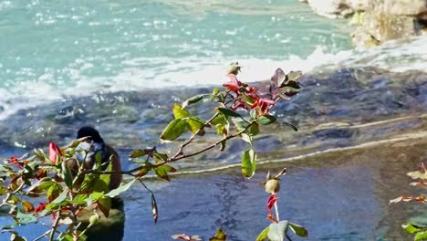 brush swaying in the wind with a background of water flowing down river on a bright sunny day, camera slowly pulling back