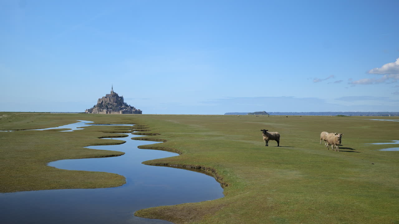 el impresionante paisaje de mont saint-michel está animado por la presencia de ovejas