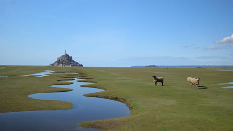 El-Impresionante-Paisaje-Del-Mont-Saint-Michel-Está-Animado-Por-La-Presencia-De-Ovejas.