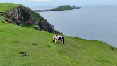 welsh horse grazing at the cliffs edge