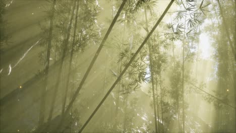 asian bamboo forest with morning fog weather