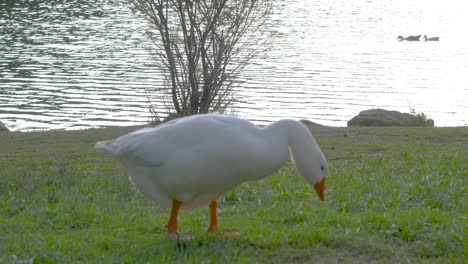 observe the serene beauty of a goose as it gracefully walks and feeds on grass by a peaceful pond