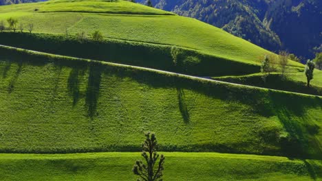 Baum-Auf-Gras-Abgelegt