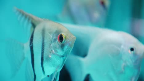 primer plano lateral de un pez ángel de agua dulce en el agua turquesa del acuario